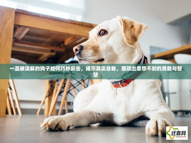 一直被误解的狗子如何巧妙反击，揭示真实自我，展现出意想不到的勇敢与智慧