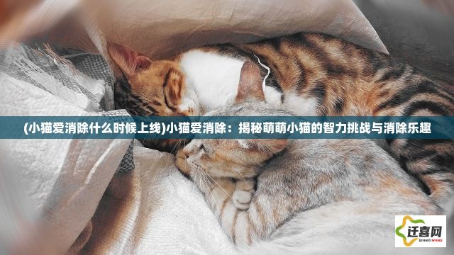 (小猫爱消除什么时候上线)小猫爱消除：揭秘萌萌小猫的智力挑战与消除乐趣