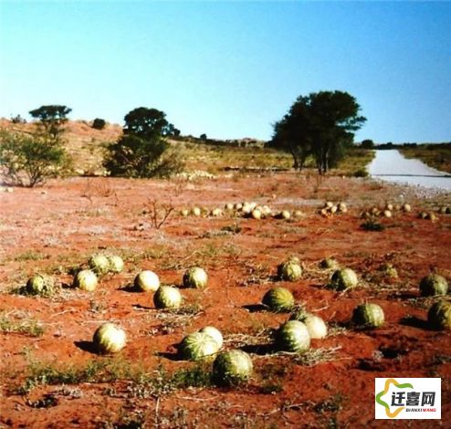 (甜瓜从播种到采收需要多少天) 从甜瓜的种植到餐桌：探究甘甜瓜果如何影响农民种植选择与市场消费趋势